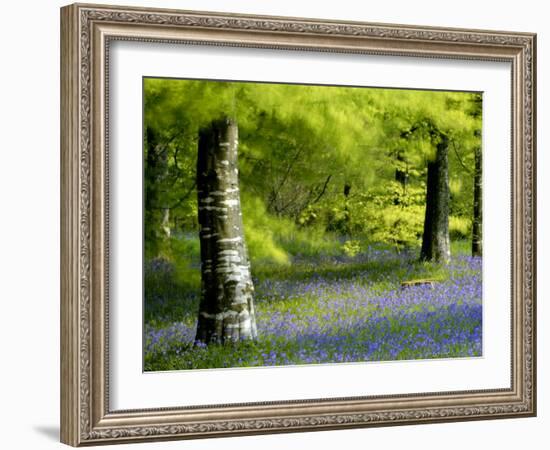 Beech and Bluebell Woodland at Lanhydrock, Cornwall, UK-Ross Hoddinott-Framed Photographic Print