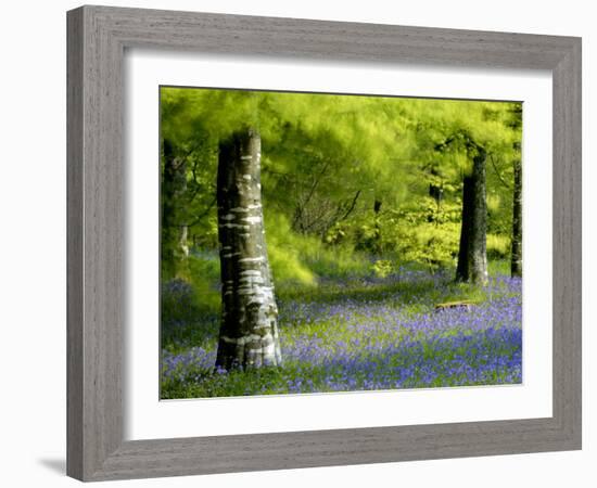 Beech and Bluebell Woodland at Lanhydrock, Cornwall, UK-Ross Hoddinott-Framed Photographic Print