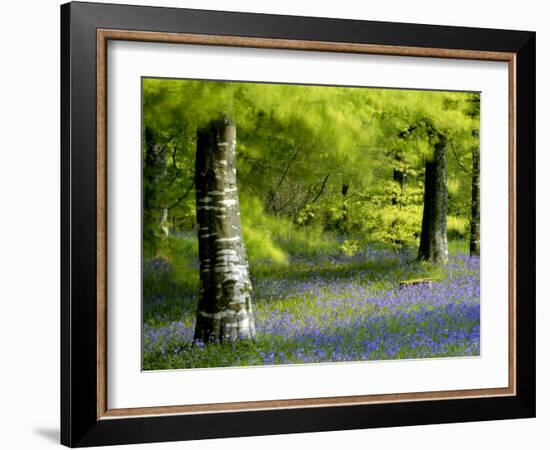 Beech and Bluebell Woodland at Lanhydrock, Cornwall, UK-Ross Hoddinott-Framed Photographic Print