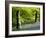 Beech and Bluebell Woodland at Lanhydrock, Cornwall, UK-Ross Hoddinott-Framed Photographic Print