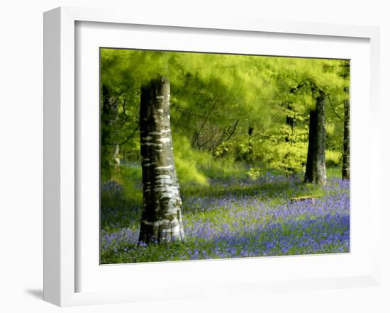 Beech and Bluebell Woodland at Lanhydrock, Cornwall, UK-Ross Hoddinott-Framed Photographic Print