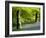 Beech and Bluebell Woodland at Lanhydrock, Cornwall, UK-Ross Hoddinott-Framed Photographic Print