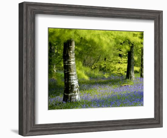 Beech and Bluebell Woodland at Lanhydrock, Cornwall, UK-Ross Hoddinott-Framed Photographic Print