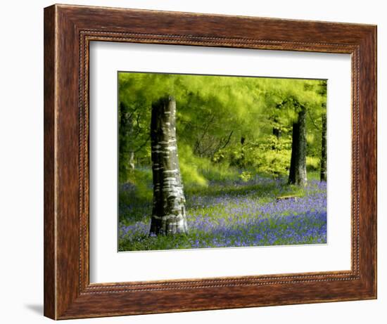 Beech and Bluebell Woodland at Lanhydrock, Cornwall, UK-Ross Hoddinott-Framed Photographic Print