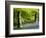 Beech and Bluebell Woodland at Lanhydrock, Cornwall, UK-Ross Hoddinott-Framed Photographic Print