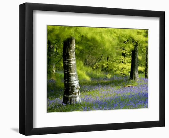 Beech and Bluebell Woodland at Lanhydrock, Cornwall, UK-Ross Hoddinott-Framed Photographic Print