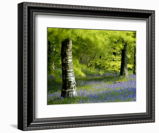 Beech and Bluebell Woodland at Lanhydrock, Cornwall, UK-Ross Hoddinott-Framed Photographic Print