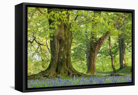 Beech and Oak Trees Above a Carpet of Bluebells in a Woodland, Blackbury Camp, Devon-Adam Burton-Framed Premier Image Canvas