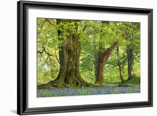 Beech and Oak Trees Above a Carpet of Bluebells in a Woodland, Blackbury Camp, Devon-Adam Burton-Framed Photographic Print