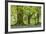 Beech and Oak Trees Above a Carpet of Bluebells in a Woodland, Blackbury Camp, Devon-Adam Burton-Framed Photographic Print