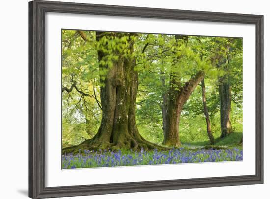 Beech and Oak Trees Above a Carpet of Bluebells in a Woodland, Blackbury Camp, Devon-Adam Burton-Framed Photographic Print