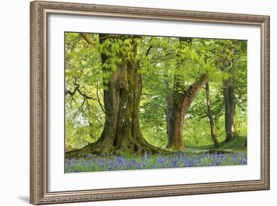 Beech and Oak Trees Above a Carpet of Bluebells in a Woodland, Blackbury Camp, Devon-Adam Burton-Framed Photographic Print