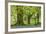 Beech and Oak Trees Above a Carpet of Bluebells in a Woodland, Blackbury Camp, Devon-Adam Burton-Framed Photographic Print