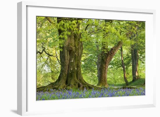 Beech and Oak Trees Above a Carpet of Bluebells in a Woodland, Blackbury Camp, Devon-Adam Burton-Framed Photographic Print