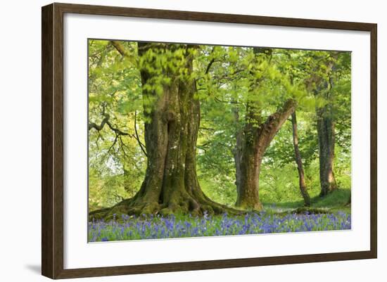 Beech and Oak Trees Above a Carpet of Bluebells in a Woodland, Blackbury Camp, Devon-Adam Burton-Framed Photographic Print