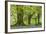 Beech and Oak Trees Above a Carpet of Bluebells in a Woodland, Blackbury Camp, Devon-Adam Burton-Framed Photographic Print