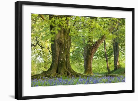 Beech and Oak Trees Above a Carpet of Bluebells in a Woodland, Blackbury Camp, Devon-Adam Burton-Framed Photographic Print