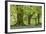 Beech and Oak Trees Above a Carpet of Bluebells in a Woodland, Blackbury Camp, Devon-Adam Burton-Framed Photographic Print