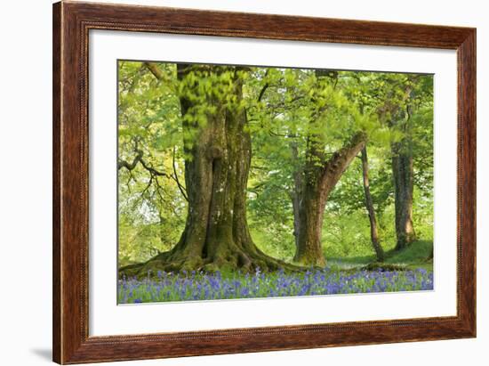 Beech and Oak Trees Above a Carpet of Bluebells in a Woodland, Blackbury Camp, Devon-Adam Burton-Framed Photographic Print