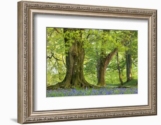 Beech and Oak Trees Above a Carpet of Bluebells in a Woodland, Blackbury Camp, Devon-Adam Burton-Framed Photographic Print