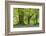 Beech and Oak Trees Above a Carpet of Bluebells in a Woodland, Blackbury Camp, Devon-Adam Burton-Framed Photographic Print