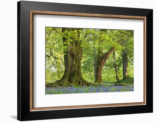 Beech and Oak Trees Above a Carpet of Bluebells in a Woodland, Blackbury Camp, Devon-Adam Burton-Framed Photographic Print