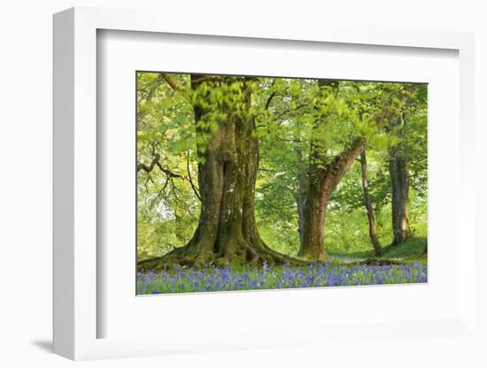 Beech and Oak Trees Above a Carpet of Bluebells in a Woodland, Blackbury Camp, Devon-Adam Burton-Framed Photographic Print