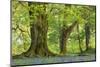 Beech and Oak Trees Above a Carpet of Bluebells in a Woodland, Blackbury Camp, Devon-Adam Burton-Mounted Photographic Print