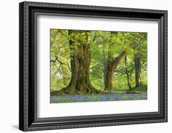 Beech and Oak Trees Above a Carpet of Bluebells in a Woodland, Blackbury Camp, Devon-Adam Burton-Framed Photographic Print