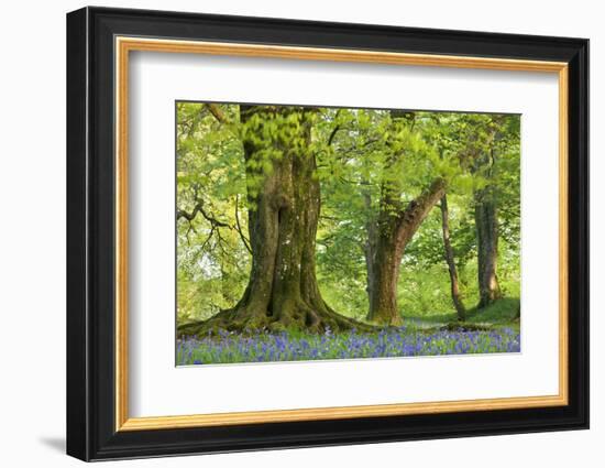 Beech and Oak Trees Above a Carpet of Bluebells in a Woodland, Blackbury Camp, Devon-Adam Burton-Framed Photographic Print