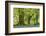 Beech and Oak Trees Above a Carpet of Bluebells in a Woodland, Blackbury Camp, Devon-Adam Burton-Framed Photographic Print