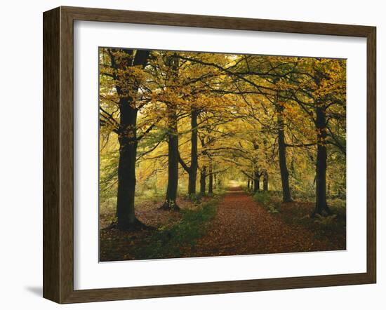 Beech Avenue, Autumn-Thonig-Framed Photographic Print