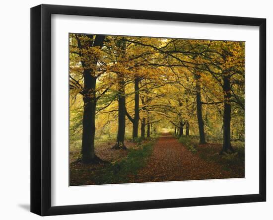 Beech Avenue, Autumn-Thonig-Framed Photographic Print
