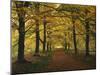 Beech Avenue, Autumn-Thonig-Mounted Photographic Print