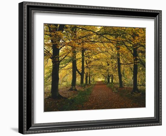 Beech Avenue, Autumn-Thonig-Framed Photographic Print