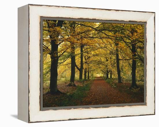 Beech Avenue, Autumn-Thonig-Framed Premier Image Canvas