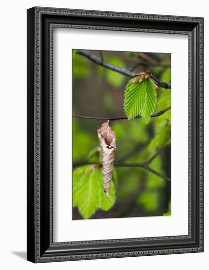 Beech (Fagus Sylvatica) New Shoot and Old Leaf. Norfolk, England, UK, April-Ernie Janes-Framed Photographic Print