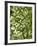 Beech (Fagus)-Adrian Bicker-Framed Photographic Print