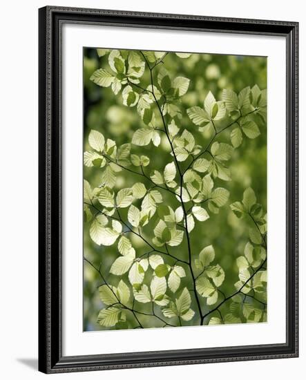 Beech (Fagus)-Adrian Bicker-Framed Photographic Print