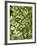 Beech (Fagus)-Adrian Bicker-Framed Photographic Print