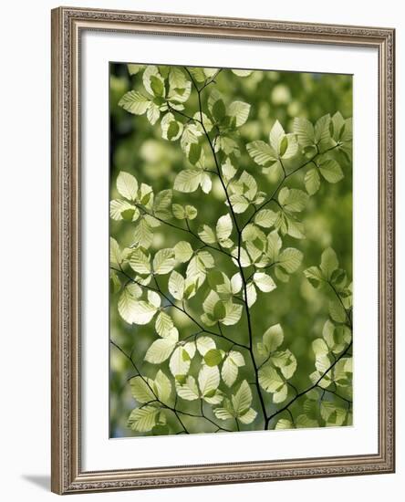 Beech (Fagus)-Adrian Bicker-Framed Photographic Print