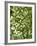 Beech (Fagus)-Adrian Bicker-Framed Photographic Print