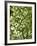 Beech (Fagus)-Adrian Bicker-Framed Photographic Print