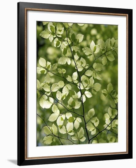 Beech (Fagus)-Adrian Bicker-Framed Photographic Print