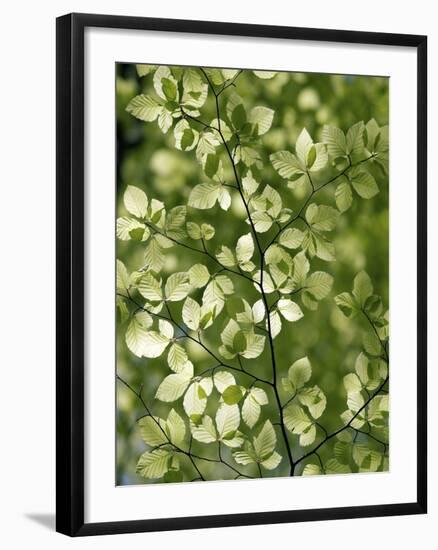 Beech (Fagus)-Adrian Bicker-Framed Photographic Print