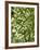 Beech (Fagus)-Adrian Bicker-Framed Photographic Print