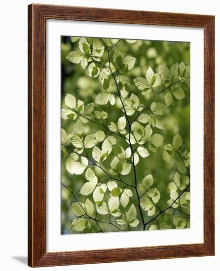 Beech (Fagus)-Adrian Bicker-Framed Photographic Print