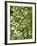 Beech (Fagus)-Adrian Bicker-Framed Photographic Print