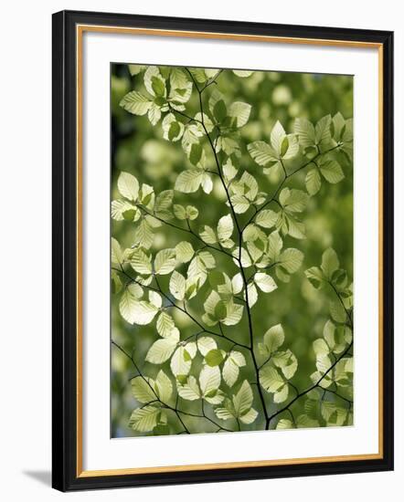 Beech (Fagus)-Adrian Bicker-Framed Photographic Print