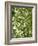 Beech (Fagus)-Adrian Bicker-Framed Photographic Print